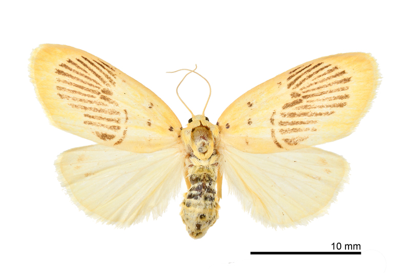 Stigmatophora karenkonis Female